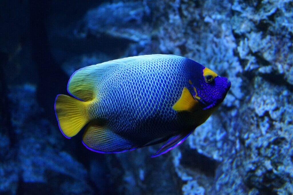 How Do I Choose The Right Fish For My Aquarium?