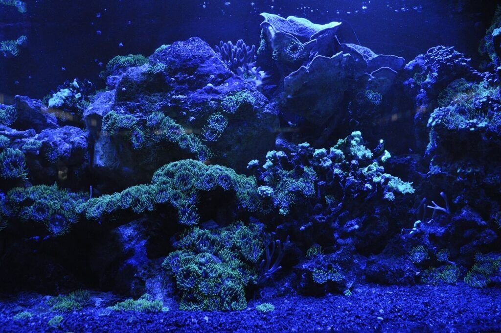 What Is The Ideal Lighting For My Aquarium?