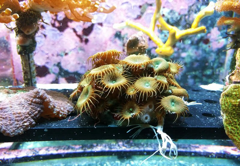 Brown Sea Creature Inside Fish Tank