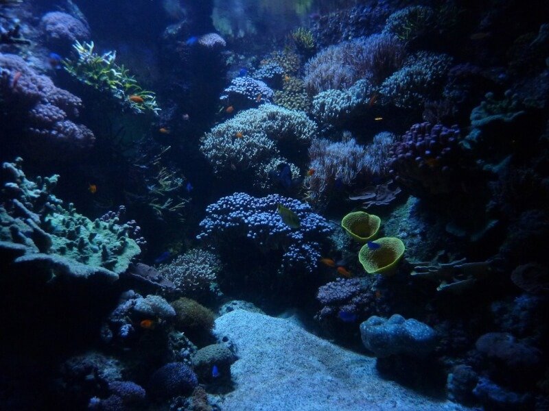 aquarium, background, beautiful wallpaper