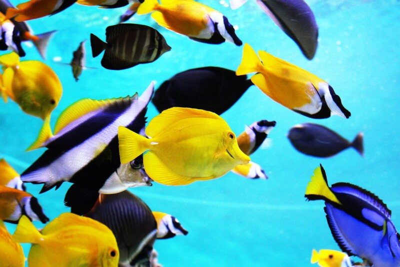 tropical fish, aquarium, fish