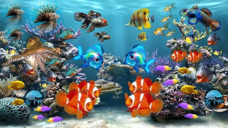 aquarium, fish, fish tank