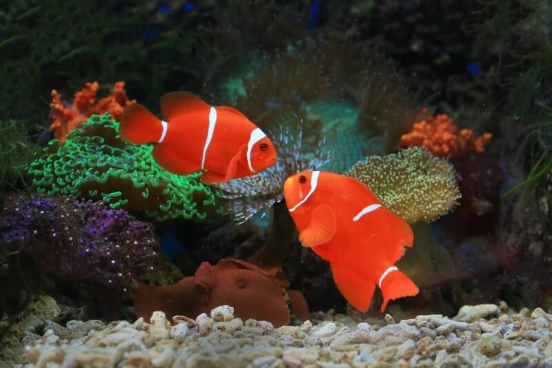 Beautiful Clownfish Underwater