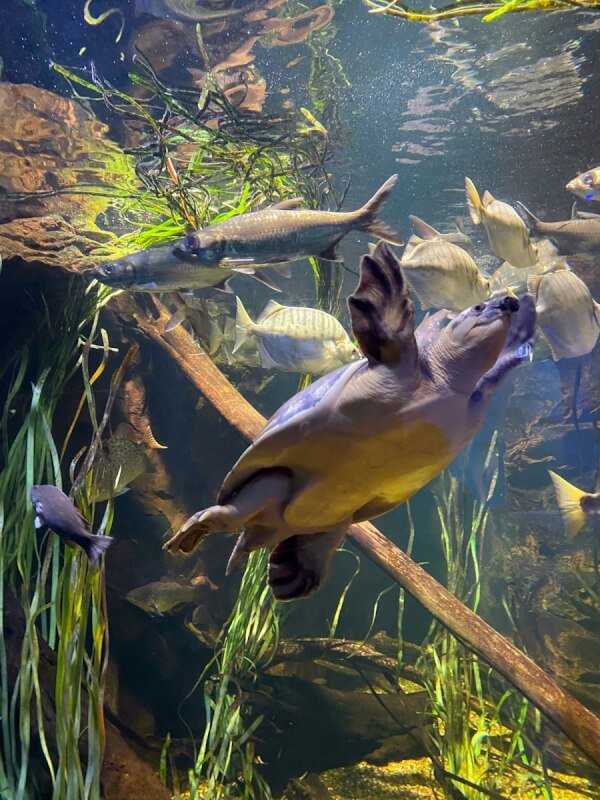 a duck swimming in a pond full of fish