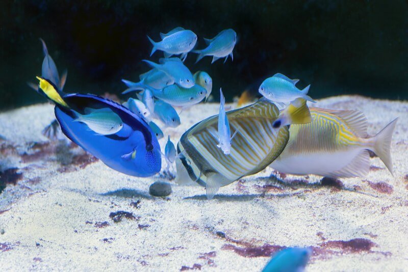 a group of fish swimming