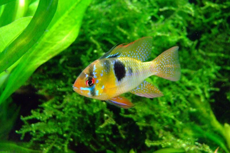 The Aesthetics Of Cichlid Aquariums: Tips And Ideas