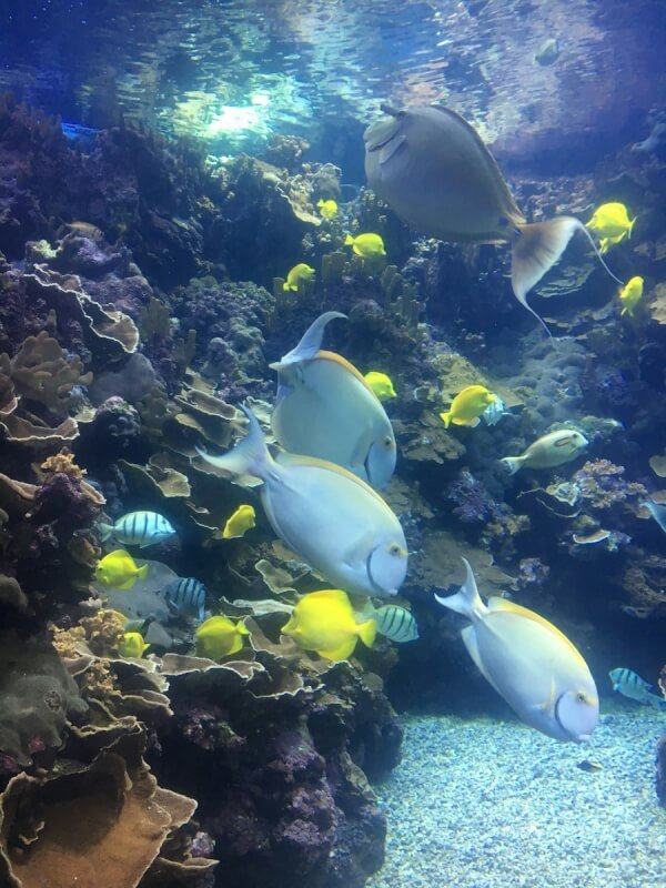 yellow and gray fish in water