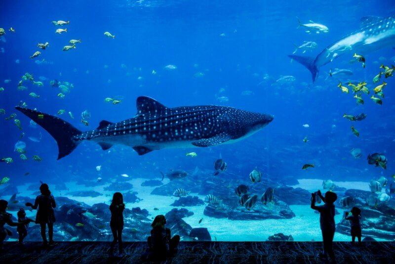 people standing in front of fish tank