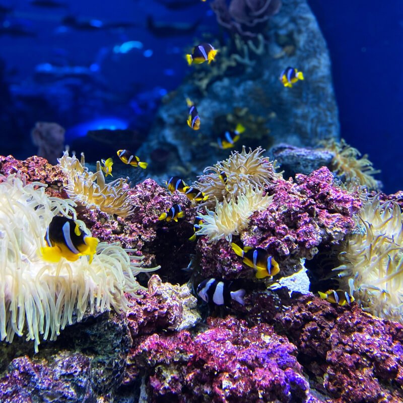 Bringing A Paradise Of Coral Reef Aesthetics To Your Aquarium