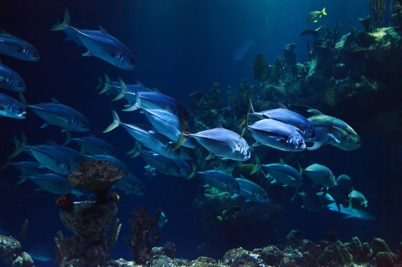 Enhancing Aquarium Aesthetics With Artificial Reef Structures